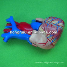 ISO Life size Human Heart Model, Educational Heart model, anatomy heart